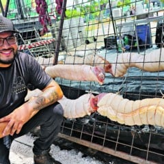 Levemente adocicada, macia, suculenta e cheia de sabor. Essas são algumas das características da carne suína, elemento central do Torresmo Fest