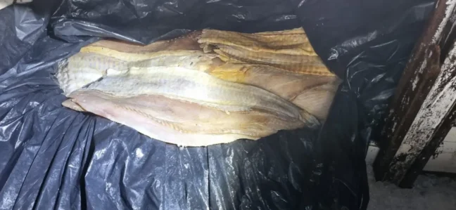 Sefa apreende 16 toneladas de pescado em Santarém