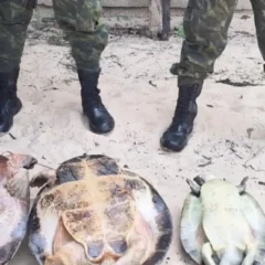 Durante patrulhamento no Refúgio de Vida Silvestre Tabuleiro do Embaubal, policiais militares localizaram apetrechos de pesca e animais silvestres em risco de extinção