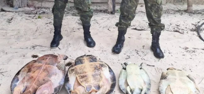 Durante patrulhamento no Refúgio de Vida Silvestre Tabuleiro do Embaubal, policiais militares localizaram apetrechos de pesca e animais silvestres em risco de extinção