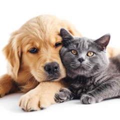 Por instinto de sobrevivência, muitos pets escondem sintomas de dor, dificultando o diagnóstico precoce. Foto: Divulgação