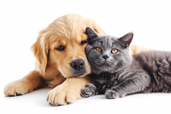 Por instinto de sobrevivência, muitos pets escondem sintomas de dor, dificultando o diagnóstico precoce. Foto: Divulgação