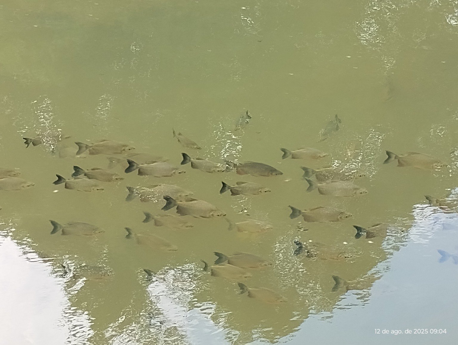 Peixes na Lagoa