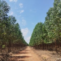 Floresta Plantada de Eucalipto. Fotos: Luiz Octávio Lucas