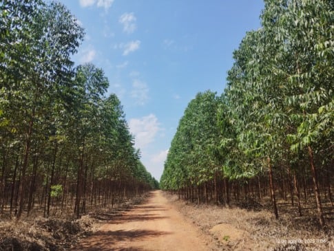 Floresta Plantada de Eucalipto. Fotos: Luiz Octávio Lucas
