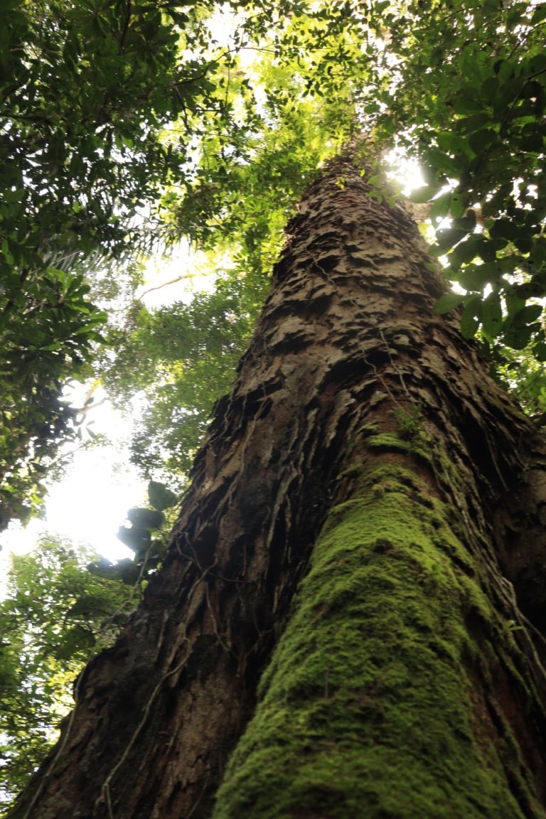 Denúncia: Garimpo ameaça santuário das árvores gigantes na Amazônia