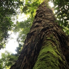 Denúncia: Garimpo ameaça santuário das árvores gigantes na Amazônia