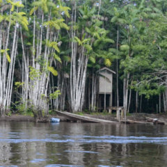 A Polícia Civil do Amapá investiga a morte brutal de seis homens naturais do estado, encontrados assassinados em uma área de difícil acesso do Rio Iratapuru,