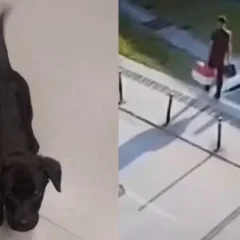 Câmeras de segurança flagraram o abandono no estacionamento do aeroporto de Florianópolis; homem foi detido ao chegar em Brasília.