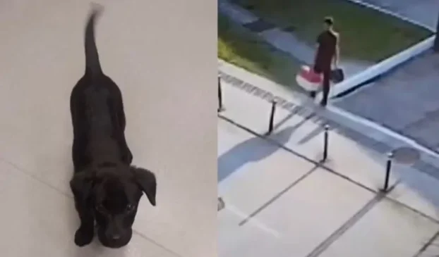 Câmeras de segurança flagraram o abandono no estacionamento do aeroporto de Florianópolis; homem foi detido ao chegar em Brasília.