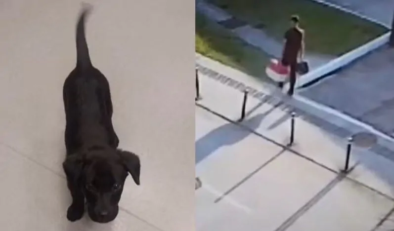 Câmeras de segurança flagraram o abandono no estacionamento do aeroporto de Florianópolis; homem foi detido ao chegar em Brasília. Câmeras de segurança flagraram o abandono no estacionamento do aeroporto de Florianópolis; homem foi detido ao chegar em Brasília.