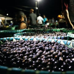 O fruto amazônico conquistou espaço nos mercados dos EUA graças ao seu alto valor nutricional e apelo saudável Foto: irene almeida