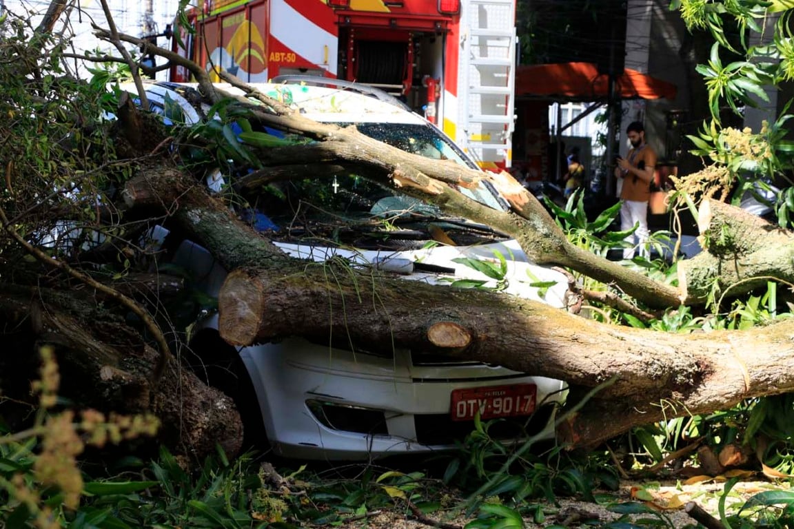 A Prefeitura de Belém informou, na manhã desta quinta-feira (7), que assumirá os custos dos danos materiais causados pela queda de árvores em diferentes pontos da cidade. Foto: Antonio Melo