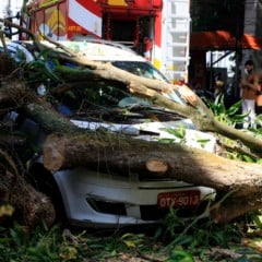 A Prefeitura de Belém informou, na manhã desta quinta-feira (7), que assumirá os custos dos danos materiais causados pela queda de árvores em diferentes pontos da cidade. Foto: Antonio Melo