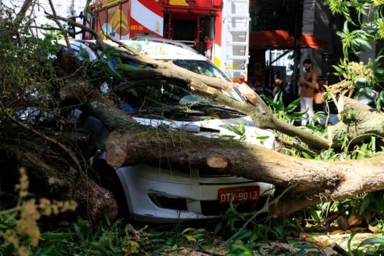 A Prefeitura de Belém informou, na manhã desta quinta-feira (7), que assumirá os custos dos danos materiais causados pela queda de árvores em diferentes pontos da cidade. Foto: Antonio Melo
