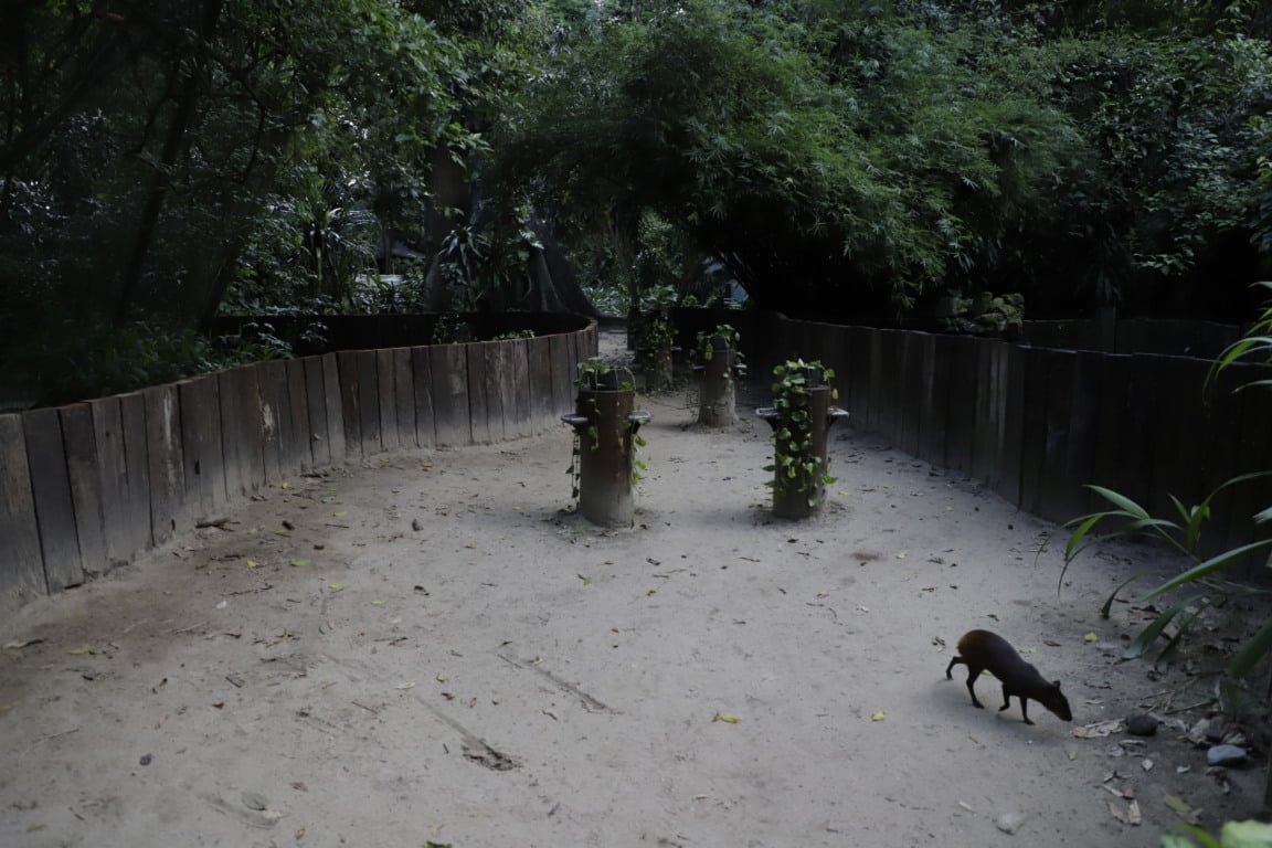 Parque Zoobotânico do Museu Paraense Emílio Goeldi. Fotos: Wagner Almeida