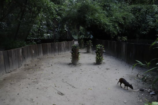 Parque Zoobotânico do Museu Paraense Emílio Goeldi. Fotos: Wagner Almeida