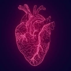 Quantidades excessivas de gordura visceral - a gordura oculta que envolve os órgãos - estão associadas ao envelhecimento mais rápido do coração, segundo um novo estudo publicado no European Heart Journal.