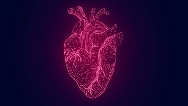 Quantidades excessivas de gordura visceral - a gordura oculta que envolve os órgãos - estão associadas ao envelhecimento mais rápido do coração, segundo um novo estudo publicado no European Heart Journal.