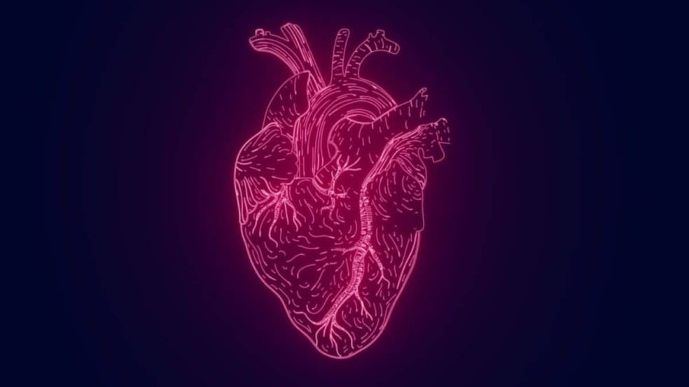 Quantidades excessivas de gordura visceral - a gordura oculta que envolve os órgãos - estão associadas ao envelhecimento mais rápido do coração, segundo um novo estudo publicado no European Heart Journal.
