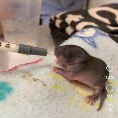 Veterinária adota ratazana com filhotes e conquista a web