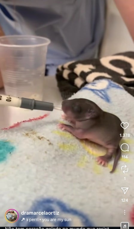 Veterinária adota ratazana com filhotes e conquista a web
