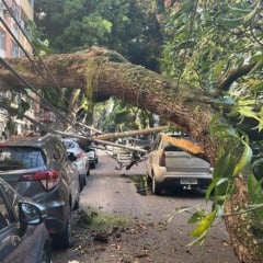 Uma mangueira de grande porte caiu na manhã desta quinta-feira (7) na travessa 14 de Março, esquina com a avenida Nazaré, no bairro de Nazaré, em Belém