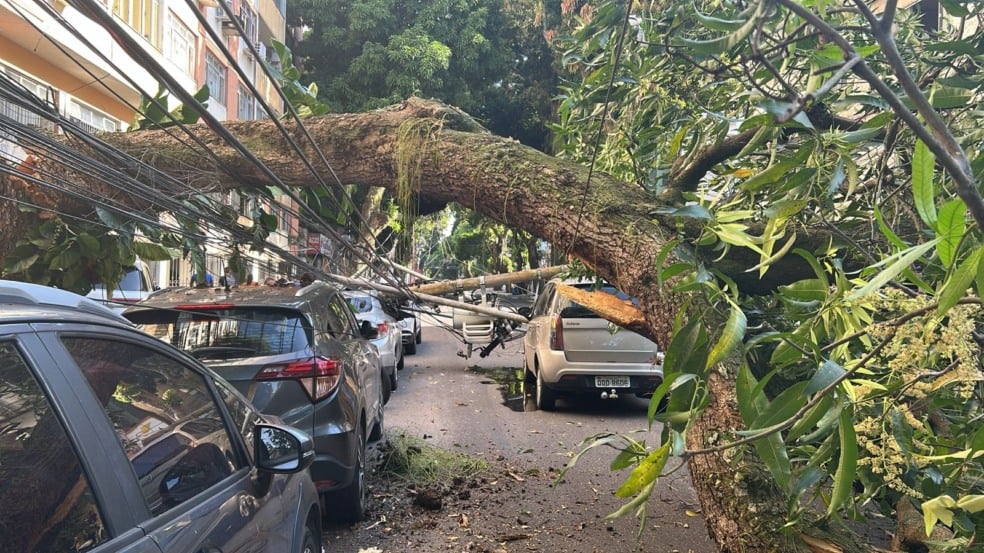 Uma mangueira de grande porte caiu na manhã desta quinta-feira (7) na travessa 14 de Março, esquina com a avenida Nazaré, no bairro de Nazaré, em Belém