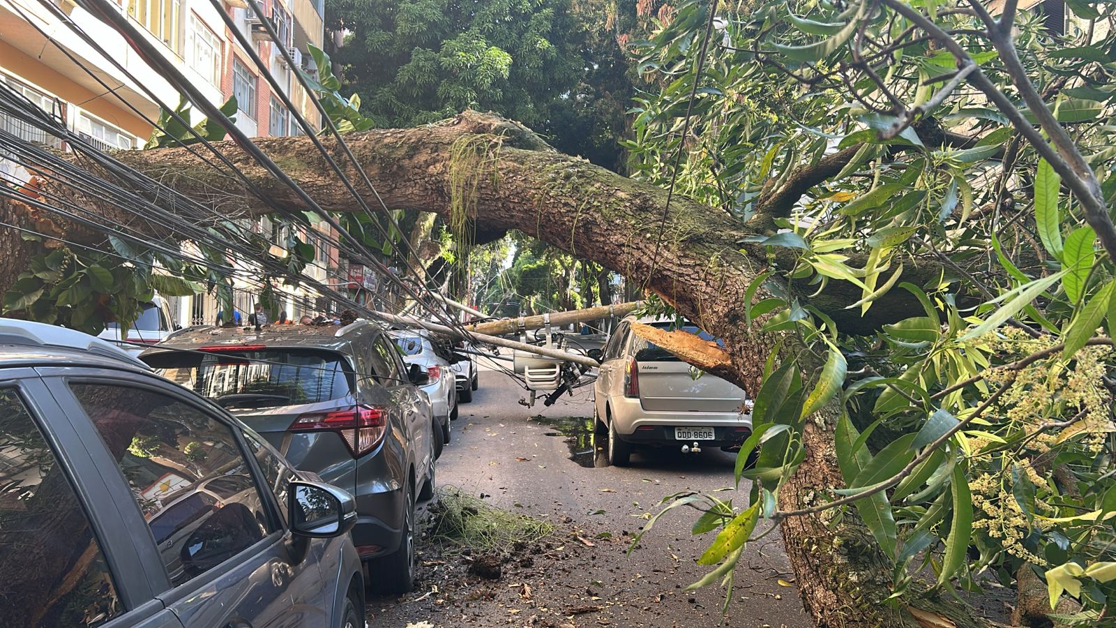 Uma mangueira de grande porte caiu na manhã desta quinta-feira (7) na travessa 14 de Março, esquina com a avenida Nazaré, no bairro de Nazaré, em Belém