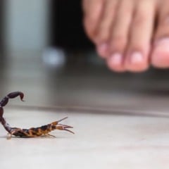 Os acidentes com escorpiões vêm crescendo de forma preocupante no Brasil e já são considerados um problema de saúde pública.