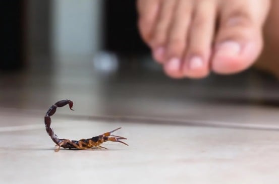 Os acidentes com escorpiões vêm crescendo de forma preocupante no Brasil e já são considerados um problema de saúde pública.