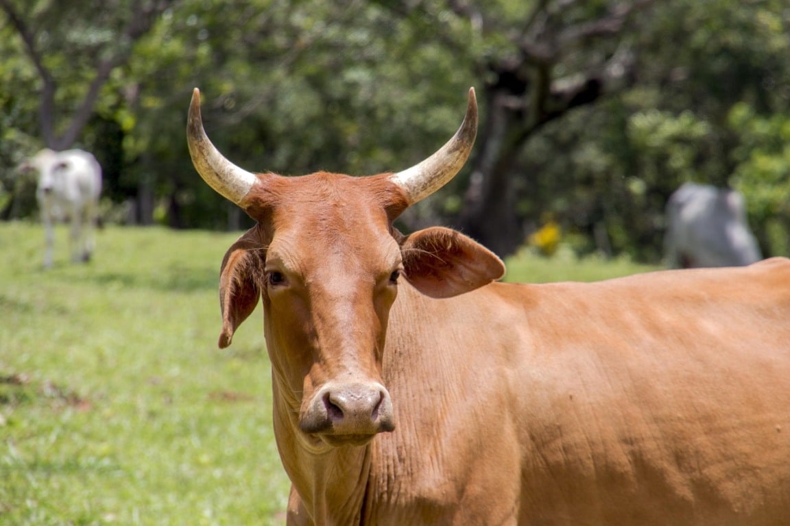 Reações adversas possivelmente relacionadas ao uso da vacina Excell 10, contra clostridiose, podem ter resultado na morte de quase 200 animais Reações adversas possivelmente relacionadas ao uso da vacina Excell 10, contra clostridiose, podem ter resultado na morte de quase 200 animais