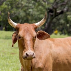 Reações adversas possivelmente relacionadas ao uso da vacina Excell 10, contra clostridiose, podem ter resultado na morte de quase 200 animais