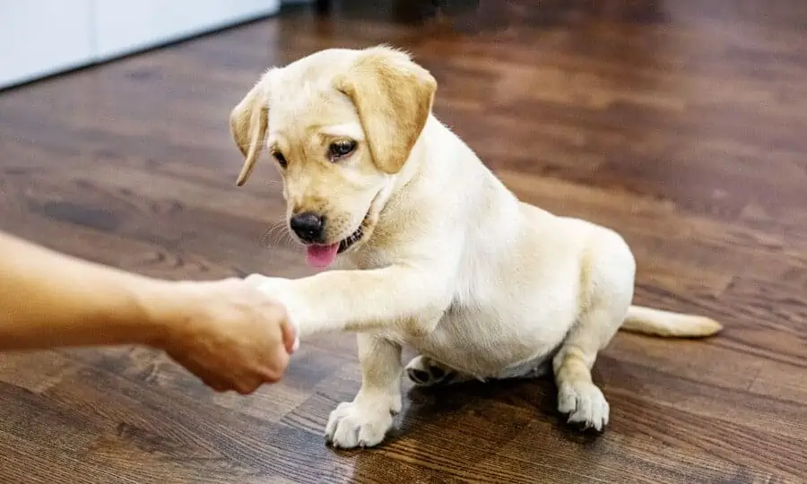 O Dia Mundial do Cachorro, comemorado em 26 de agosto, é uma data especial que celebra a conexão profunda entre humanos e cães