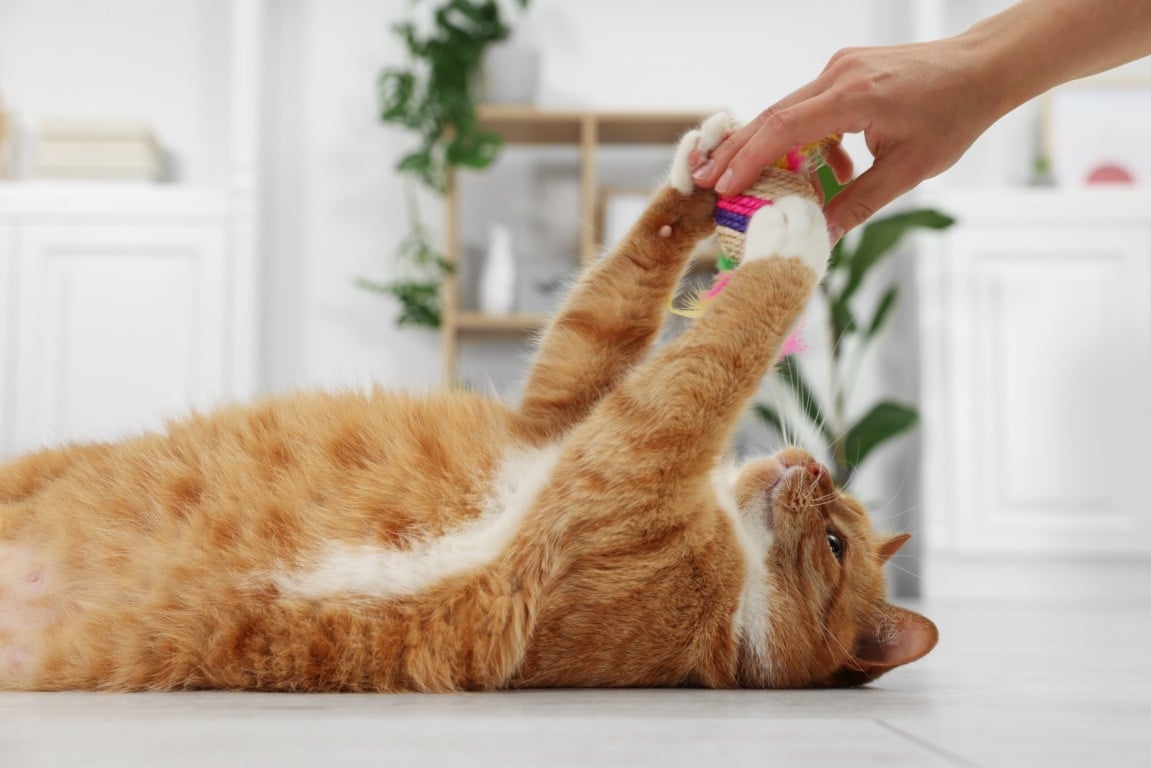 Dia Internacional do Gato: veja como comemorar e ajudar a causa felina