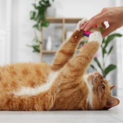 Dia Internacional do Gato: veja como comemorar e ajudar a causa felina