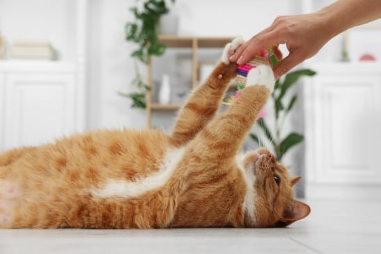 Dia Internacional do Gato: veja como comemorar e ajudar a causa felina