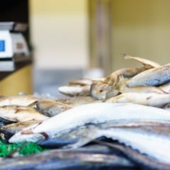 Setor pesqueiro do Pará pode ser duramente afetado por tarifas dos EUA