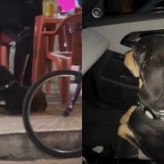 De espírito livre e coração aventureiro, Bastião, um vira-lata de Itapema (SC), transformou suas escapadas  ‘vida loka’ pela cidade em passaporte para a fama