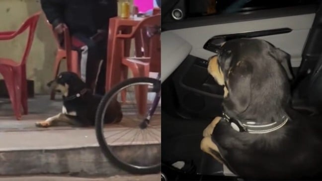 De espírito livre e coração aventureiro, Bastião, um vira-lata de Itapema (SC), transformou suas escapadas  ‘vida loka’ pela cidade em passaporte para a fama