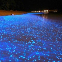 Localizada em meio ao paraíso das Maldivas, a pequena ilha de Vaadhoo abriga um dos fenômenos naturais mais impressionantes do planeta: o “Mar de Estrelas”