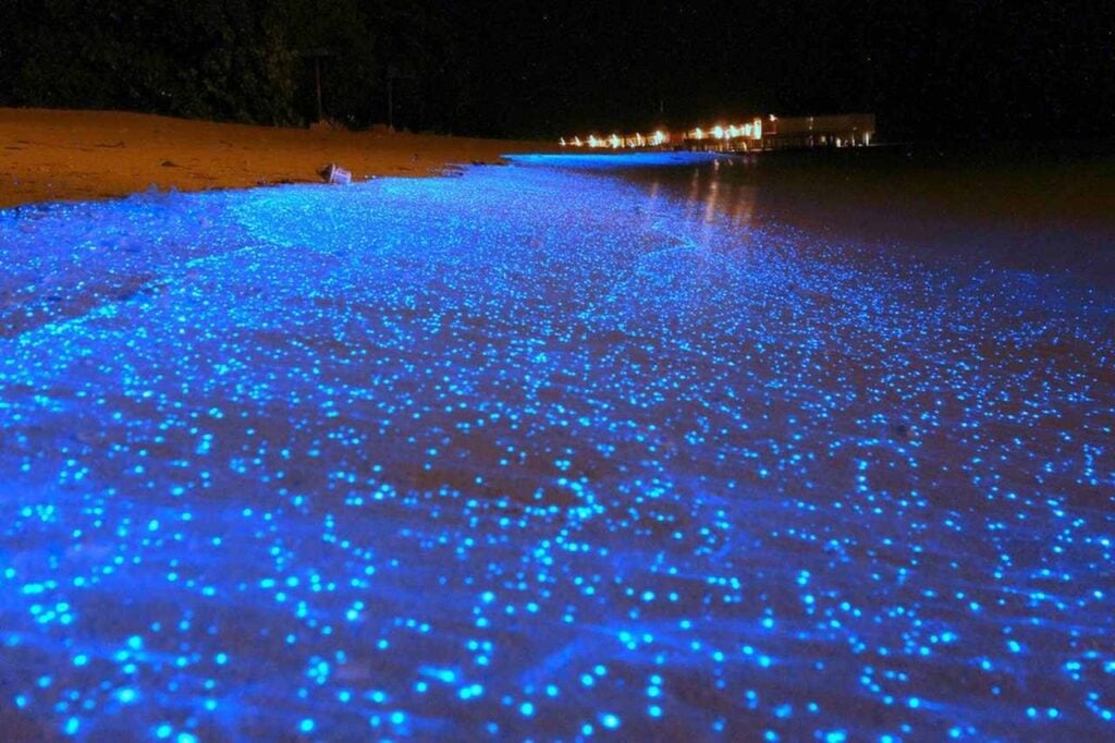Localizada em meio ao paraíso das Maldivas, a pequena ilha de Vaadhoo abriga um dos fenômenos naturais mais impressionantes do planeta: o “Mar de Estrelas”