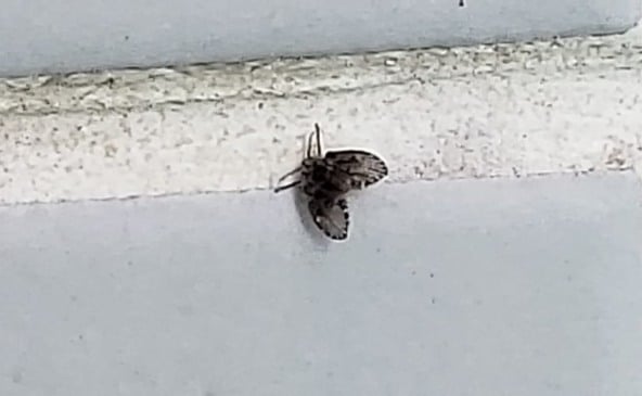 É comum encontrar mosquitos rondando o banheiro, especialmente nas proximidades do ralo ou parados nas paredes.