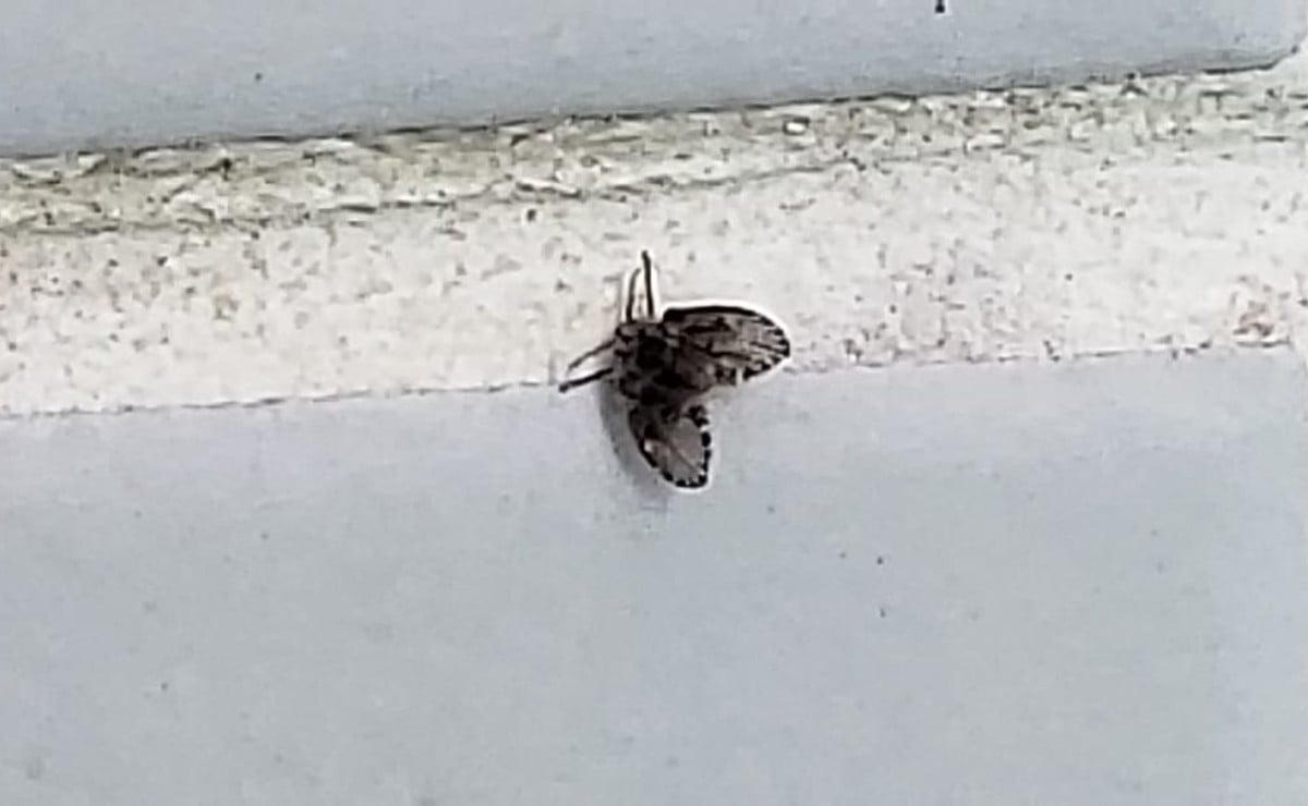 É comum encontrar mosquitos rondando o banheiro, especialmente nas proximidades do ralo ou parados nas paredes.