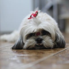 “Você não vai acreditar: cachorro foge para pet shop e viraliza nas redes”