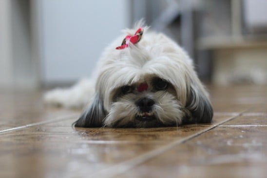 “Você não vai acreditar: cachorro foge para pet shop e viraliza nas redes”
