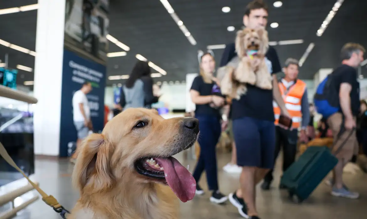 Vai voar com seu pet? Saiba preços, regras e cuidados exigidos por cias aéreas

