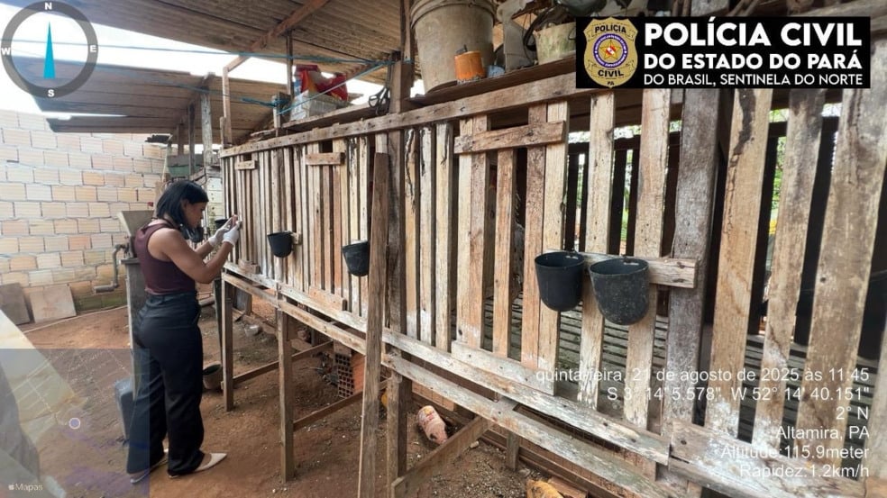 Homem é preso em flagrante por rinha de galos e maus-tratos a animais em Altamira Homem é preso em flagrante por rinha de galos e maus-tratos a animais em Altamira