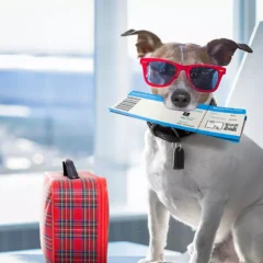 Viajar com animais de estimação é uma prática cada vez mais comum entre os tutores, mas exige planejamento e atenção a uma série de regras.