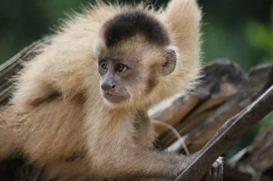 Cebus kaapori, conhecido como cairara-kaapori. Foto: Divulgação